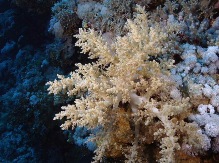 Litophyton arboreum Broccoli coral1 DMS