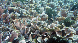 Pavona cactus or Montipora aequituberulata DMS