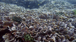 Pavona cactus or Montipora aequituberulata1 DMS