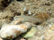 Gobius bucchichi