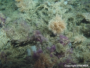 Living coral thickets on Galway Mound, Porcupine Seabight