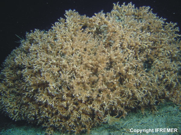 Cold-water coral framework (Lophelia pertusa), Porcupine Bank