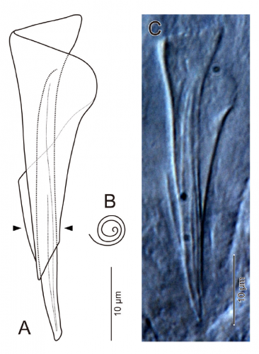 Proschizorhynchella caudociliata sp. nov., stylet, ICHUM 4863 (holotype). Proschizorhynchella caudociliata sp. nov., stylet, ICHUM 4863 (holotype).