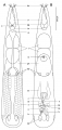 Proschizorhynchella shibazakii sp. nov. Schematic representation of the body to show the organization of various organs.