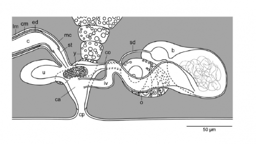 Proschizorhynchella shibazakii sp. nov. Schematic diagram of genital organs in lateral view. Proschizorhynchella shibazakii sp. nov. Schematic diagram of genital organs in lateral view.