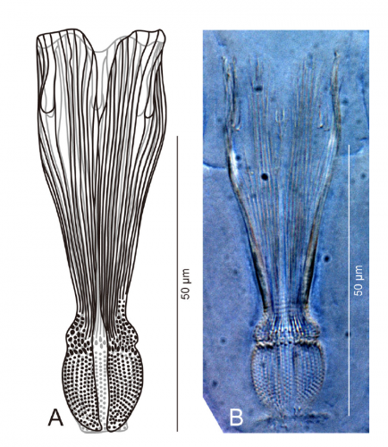 Proschizorhynchella shuttlecock sp. nov. stylet, ICHUM 4846 (holotype). Proschizorhynchella shuttlecock sp. nov. stylet, ICHUM 4846 (holotype).