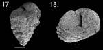 Textularia jparkeri holotype