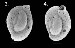 Quinqueloculina baccaerti holotype