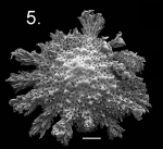 Calcarina capricornia holotype