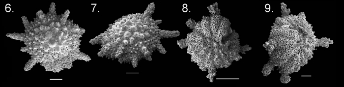 Calcarina capricornia paratypes Calcarina capricornia paratypes