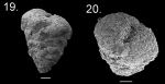Textularia jparkeri paratype