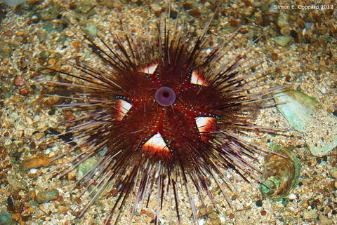 Astropya pulvinata, aboral view