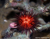 Echinometra lucunter, aboral view