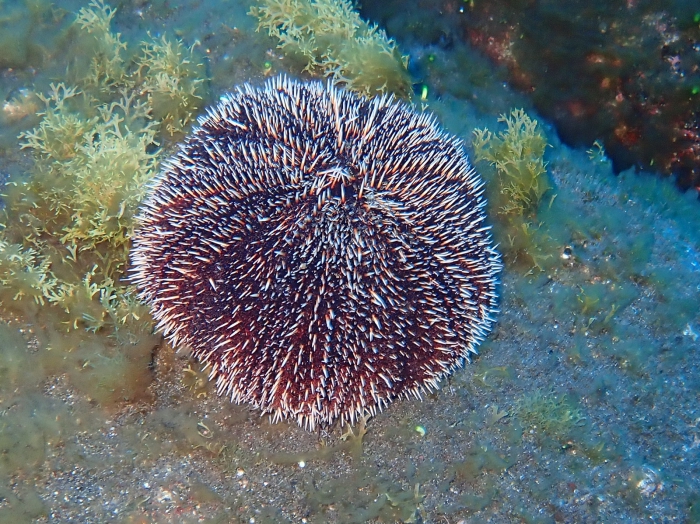 Tripneustes depressus sea of Cortez