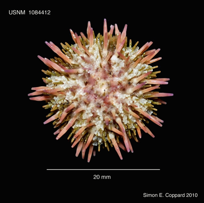 Lytechinus pictus, aboral view