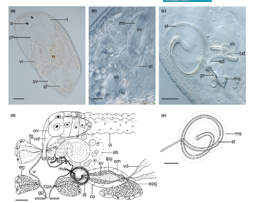 Tamanawas kalipis Tamanawas kalipis