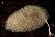 Hoploplana elisabelloi, author: Artois, Tom