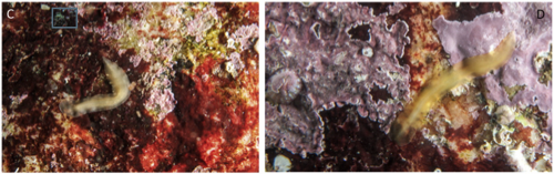 Prosthiostomum siphunculus Prosthiostomum siphunculus