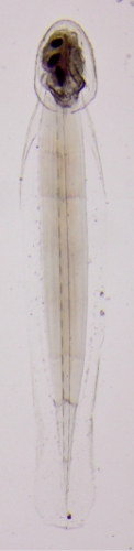 Oikopleura longicauda Oikopleura longicauda