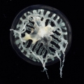 Hydrozoa (hydroids)