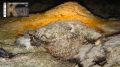 Scorpaeniformes