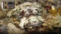 Scorpaeniformes