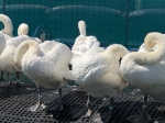 Veertjes goed leggen 2
