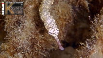 Corythoichthys haematopterus, author: Ketabi, Ramin