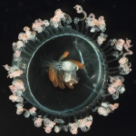 Hydrozoa