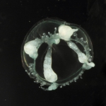 Hydrozoa