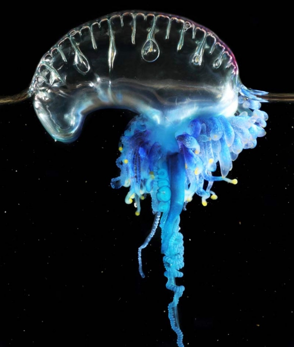 Physalia utriculus, mouth of Brunswick River, New South Wales, Australia