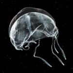 Hydrozoa