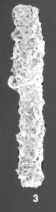 Rhabdammina scabra Hoglund identified specimen Rhabdammina scabra Hoglund identified specimen