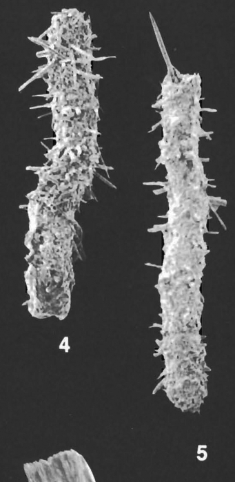 Saccorhiza ramosa (Brady) identified specimen Saccorhiza ramosa (Brady) identified specimen