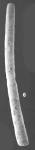 Marsipella gigantea Cushman identified specimen