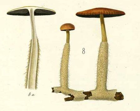 Agaricus ammophilus Agaricus ammophilus