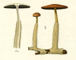 Fungi