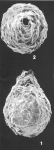 Lagenammina pacifica Hofker identified specimen