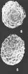 Saccammina hadai (Saidova) identified specimen