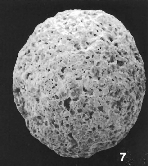Crithionina pisum Goes identified specimen Crithionina pisum Goes identified specimen
