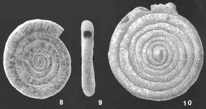 Ammodiscus intermedius Hoglund identified specimen Ammodiscus intermedius Hoglund identified specimen