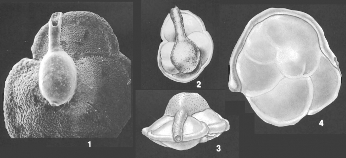 Ammolagena clavata (Jones & Parker) identified specimen Ammolagena clavata (Jones & Parker) identified specimen