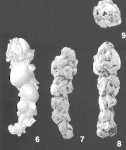 Reophax testaceus Wiesner identified specimen