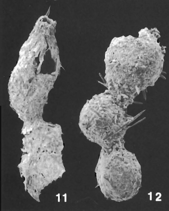 Subreophax aduncus (Brady) identified specimen Subreophax aduncus (Brady) identified specimen