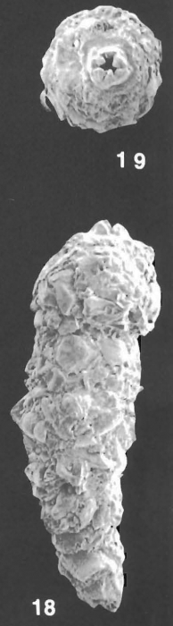 Nodosinum gaussicum (Rhumbler) indentified specimen Nodosinum gaussicum (Rhumbler) indentified specimen