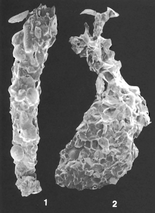 Reophax tumidus Saidova identified specimen Reophax tumidus Saidova identified specimen