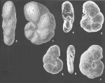 Haplophragmoides pusillus Collins identified specimen