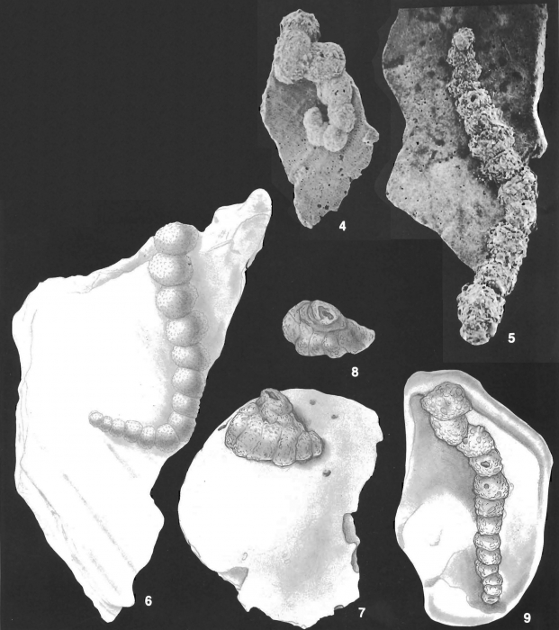 Placopsilina bradyi Cushman & McCulloch identified specimen Placopsilina bradyi Cushman & McCulloch identified specimen