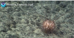 Echinoidea (sea urchins)