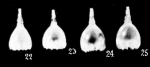 Lagena pliocenica Cushman & Gray, 1946